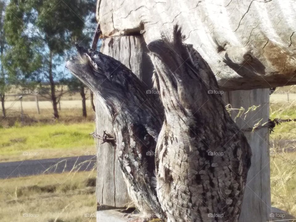 2 disgusted owls sitting on a fence rail