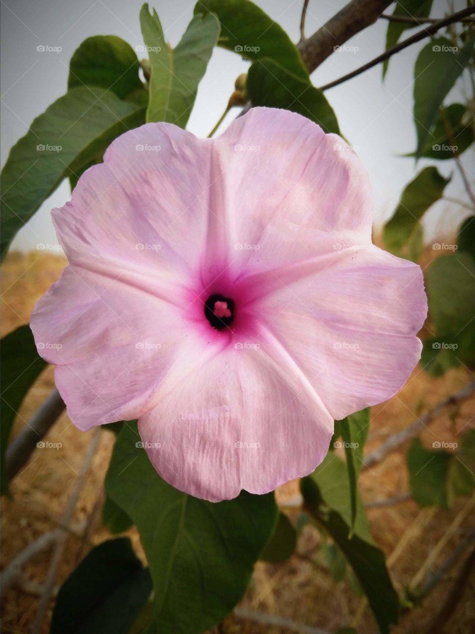 Beautiful Flower