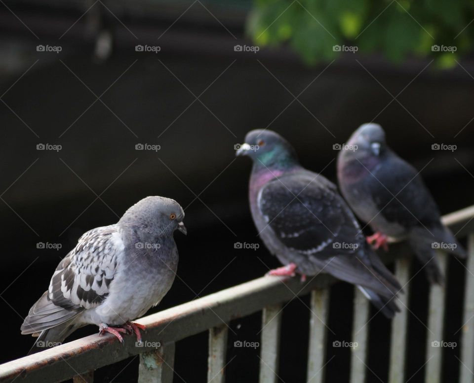 The sad feeling when the pigeon you love already loves someone else.