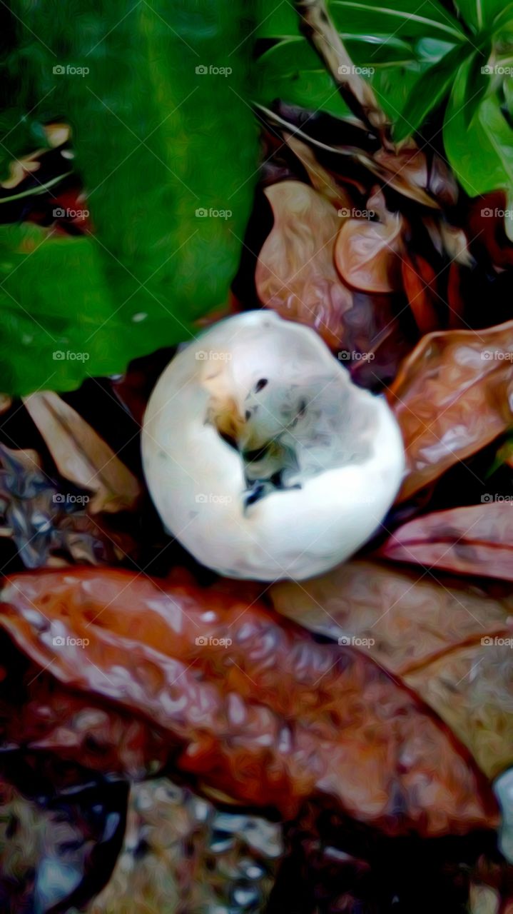 hatched egg