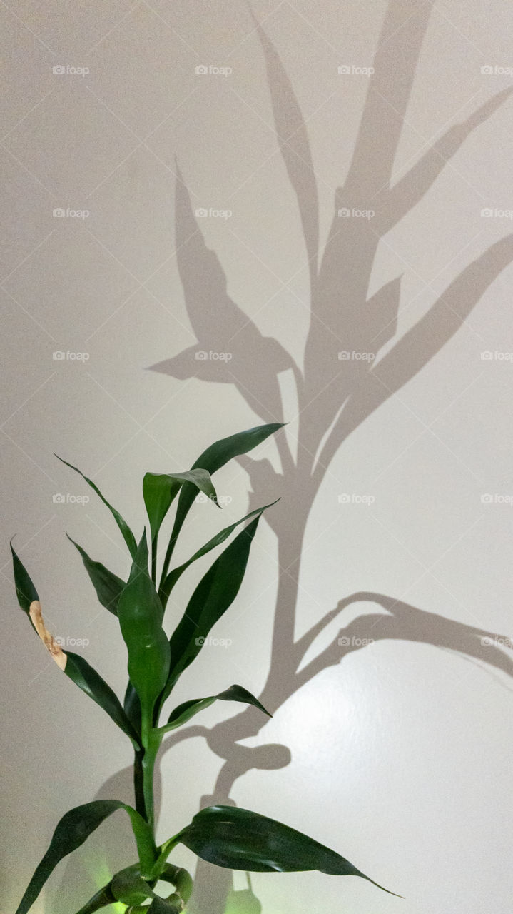 Plant’s shadow in the wall