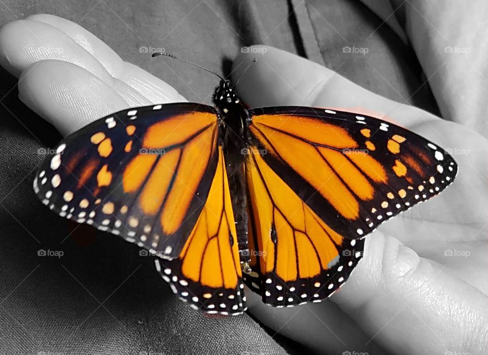 monarch butterfly color splash