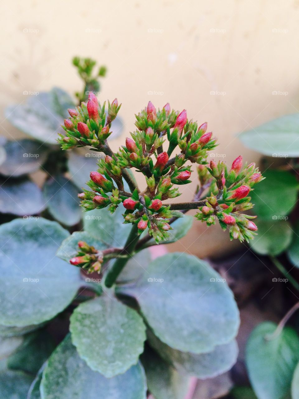 Red neonate flowers in plants.. st