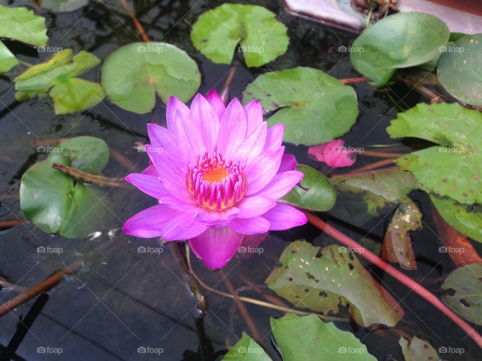 The Lotus blooms and flourishes amongst impurities. The mud providing nourishment to the roots of the Lotus is representative of our messy human lives.