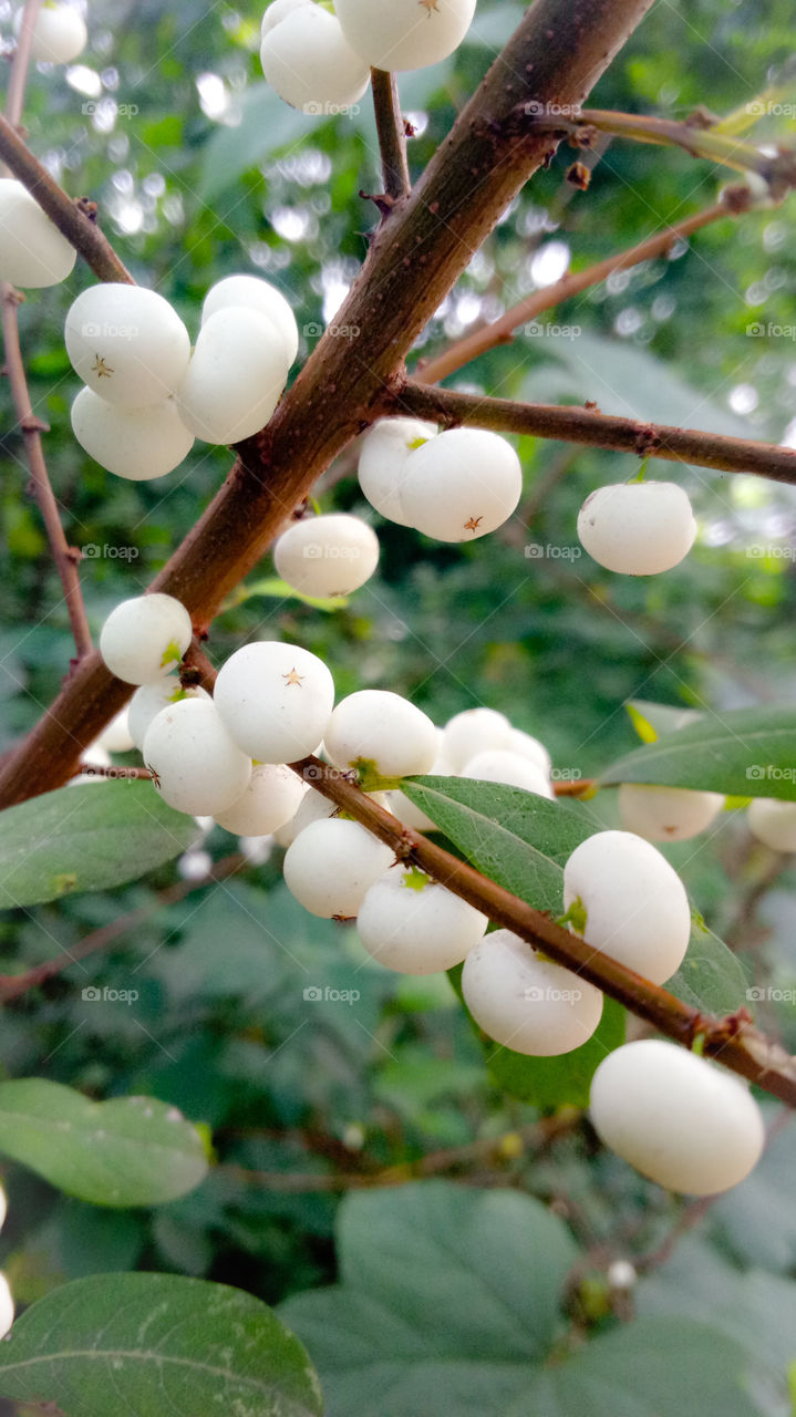 nature photo design color full