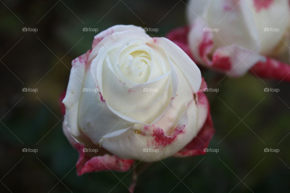 White pink rose 