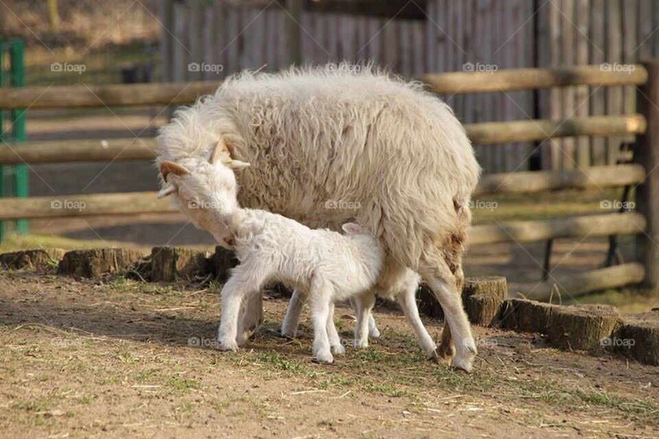 Sheep Family