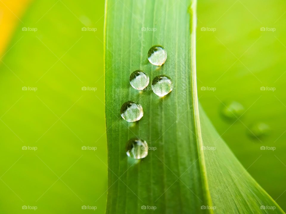 water drops on a green leaf. Shallow depth of field