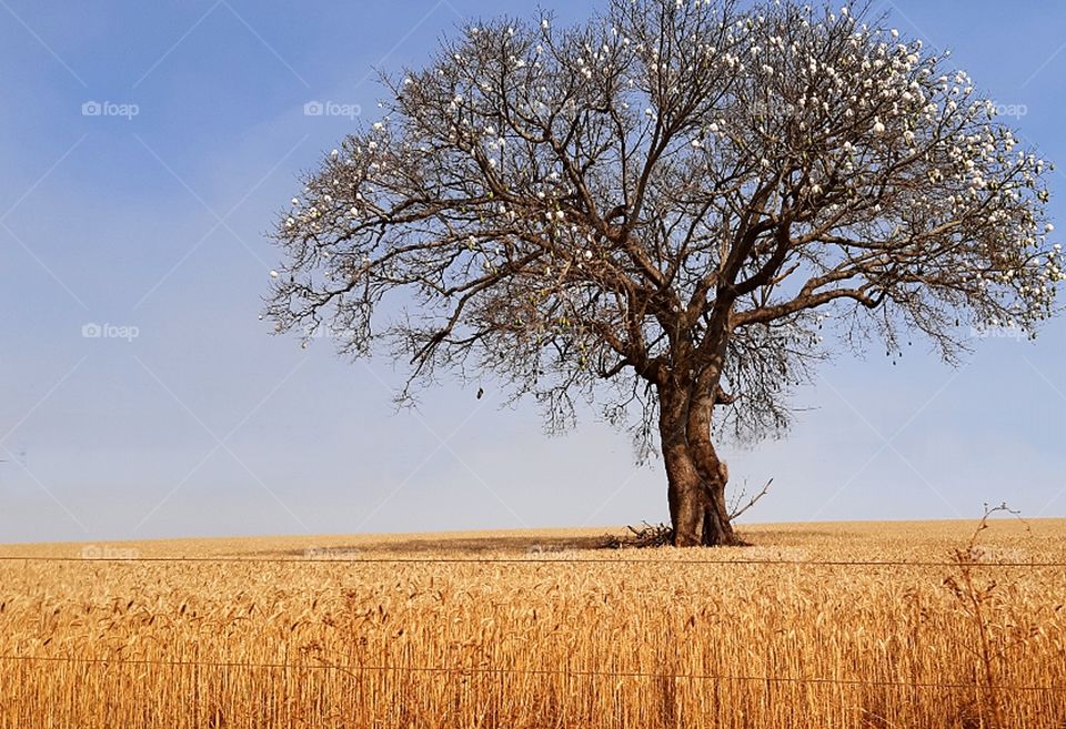 planting wheat and a tree.