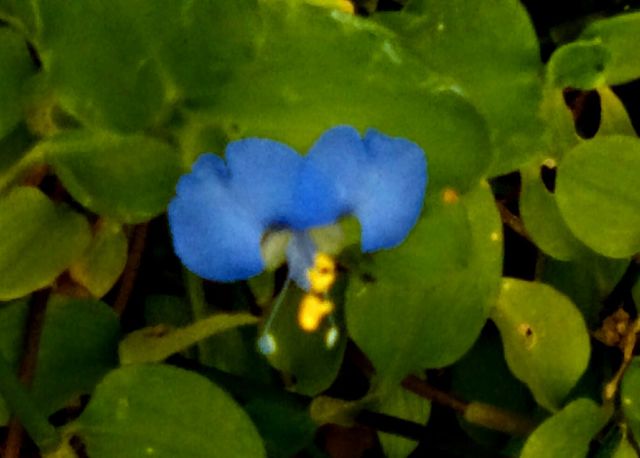 Commelina (Dayflower) Blossom