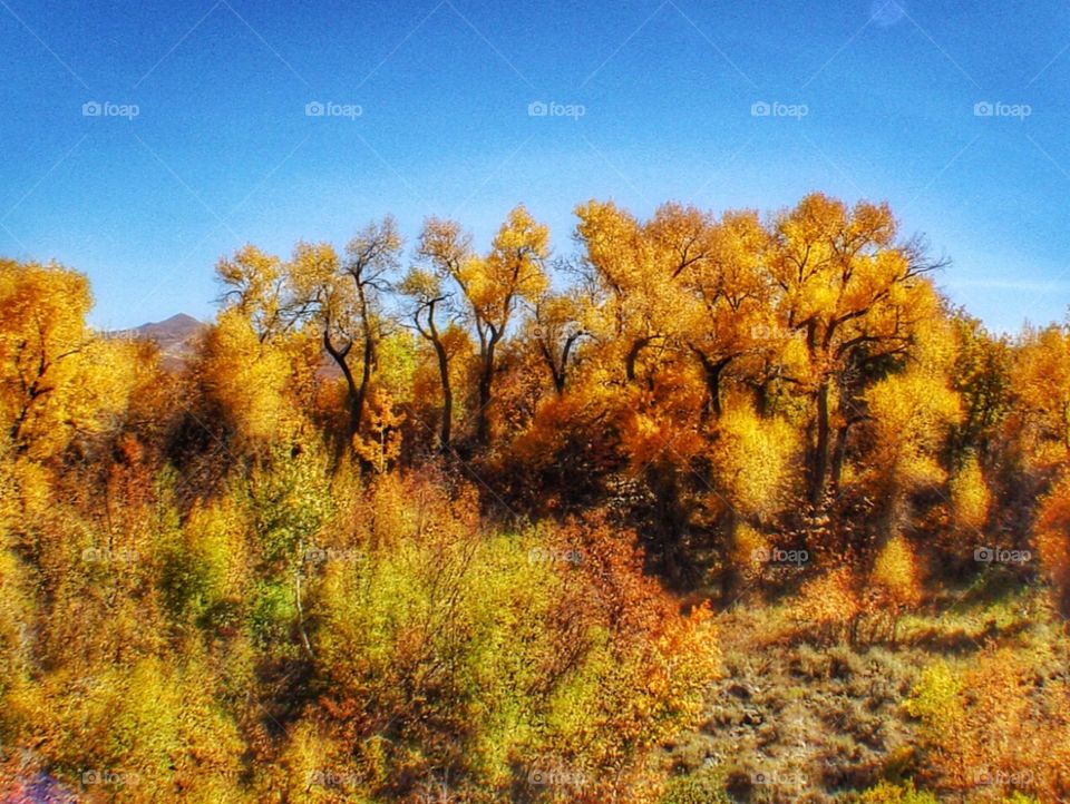 Golden trees