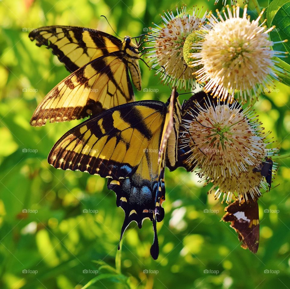 Butterflies on Flower