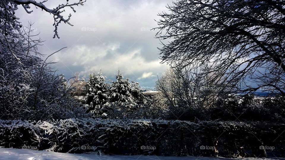 snowy winter lanscape