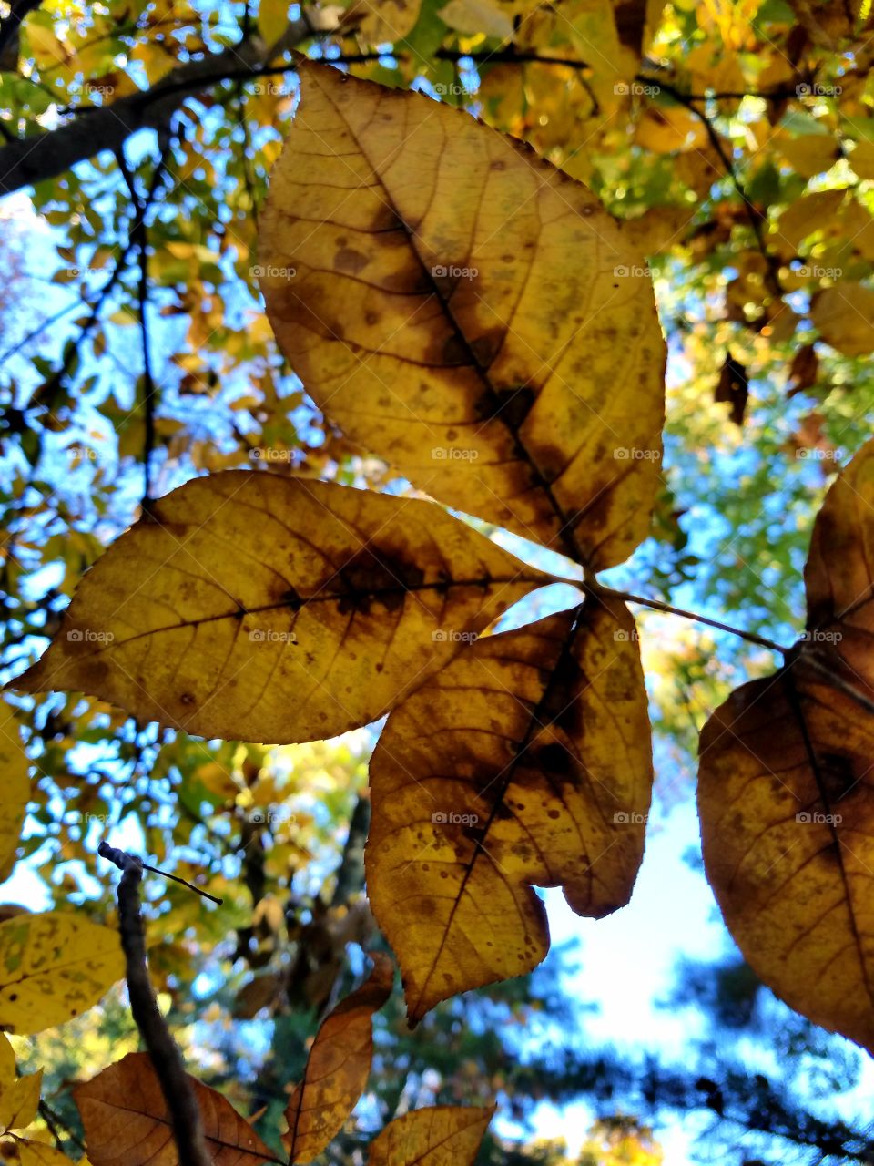 yellow leaves