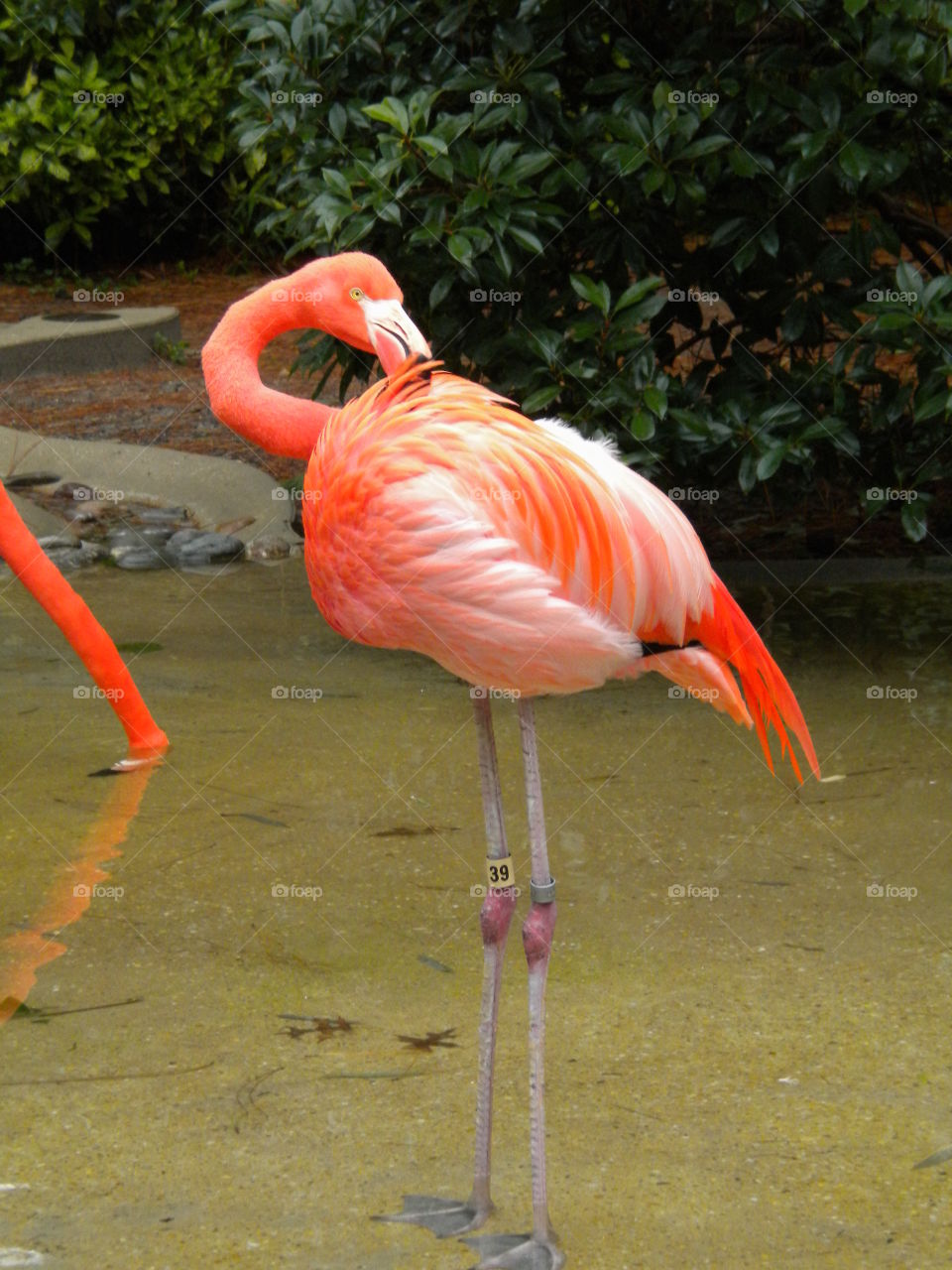 Posing flamingo