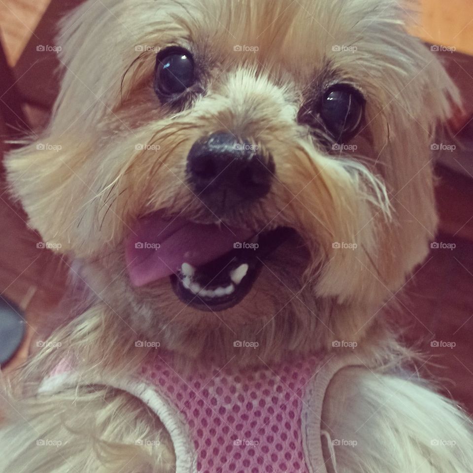 Yorkshire with tongue out and piercing gaze