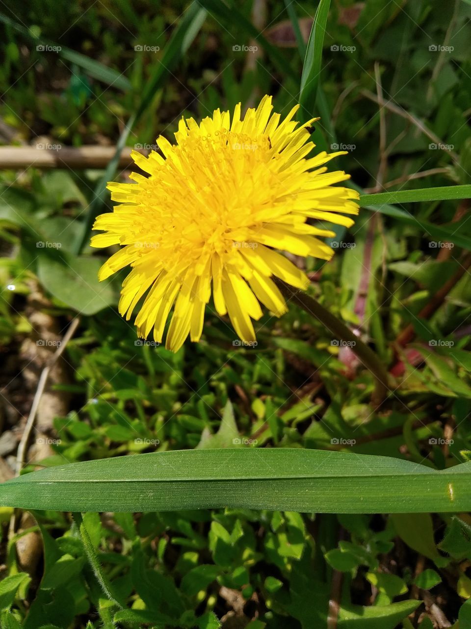 Dandelion