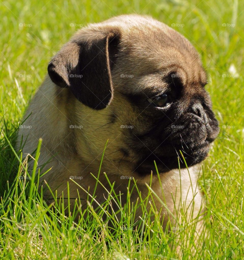 Cute pug