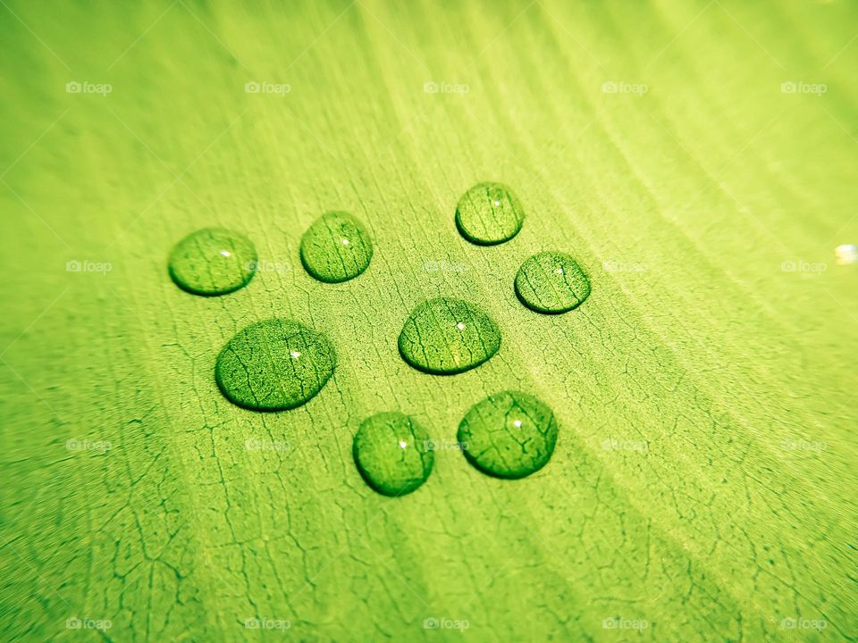 water drops on green leaf macro close up. Green nature background