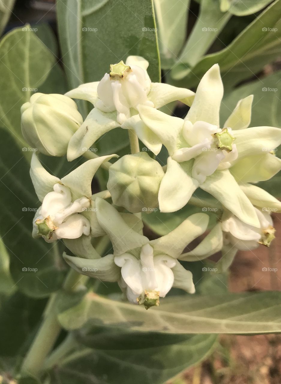 Calotropis gigantea( Linn.) R.Br.ex Ait. 