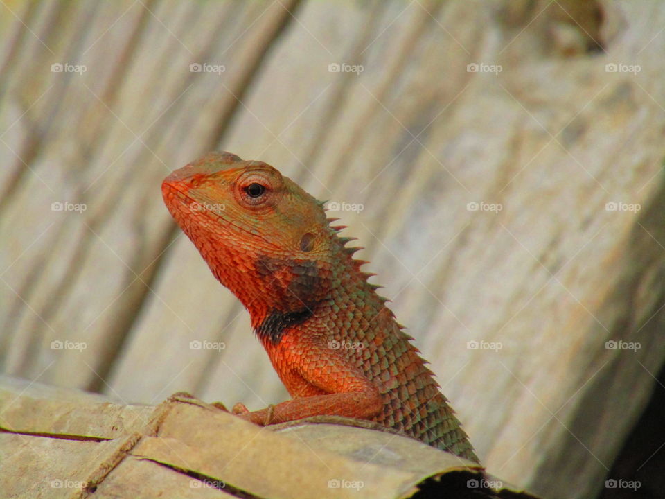 The oriental garden lizard, eastern garden lizard, bloodsucker or changeable lizard (Calotes versicolor) is an agamid lizard found widely distributed in indo-Malaya