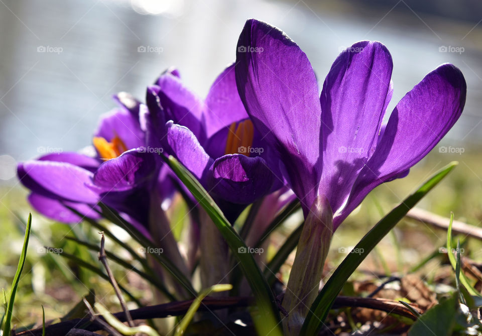 Close-up of crocus flowers