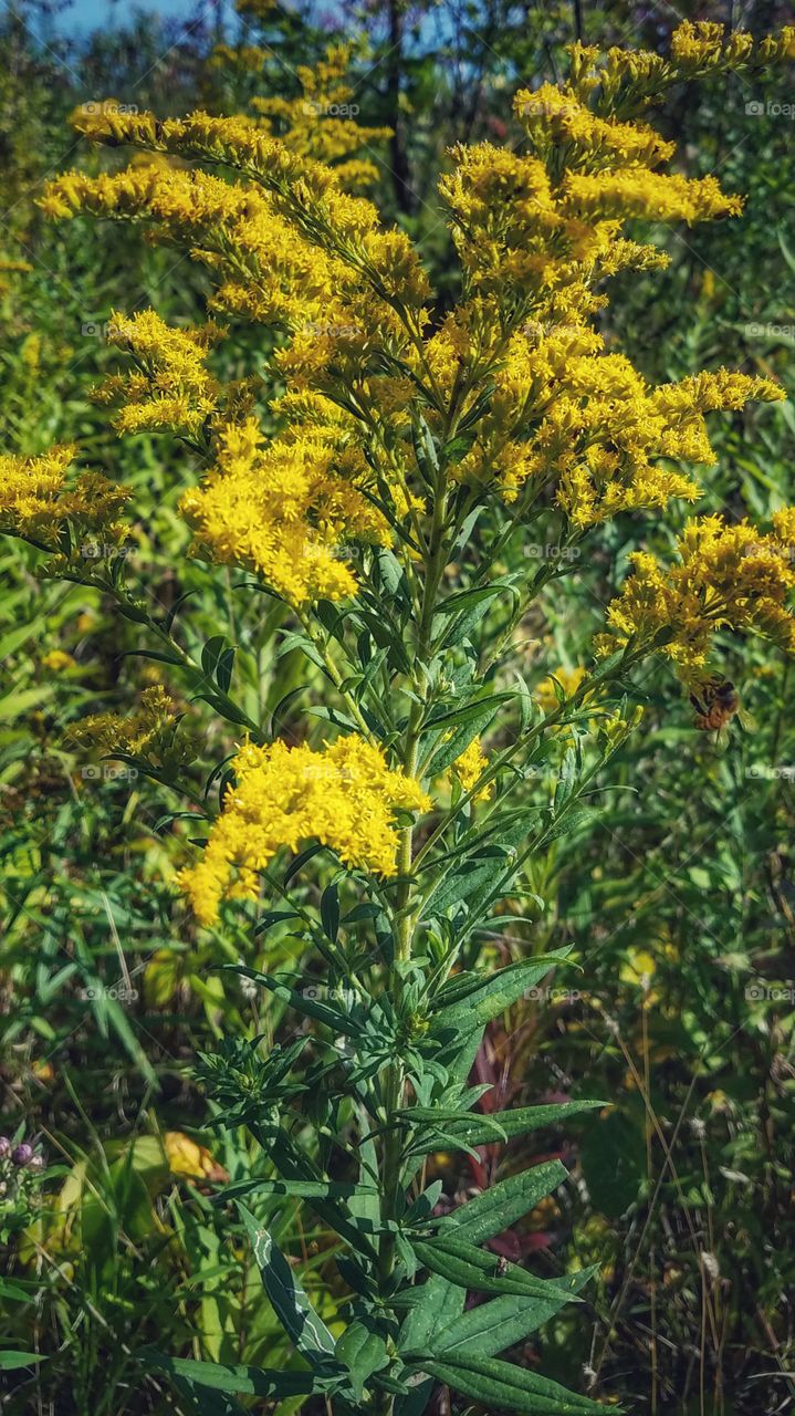 Goldenrod 