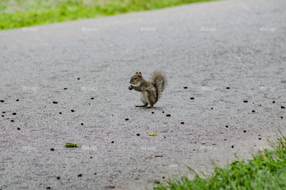 friendly squirrel eating nuts in the park