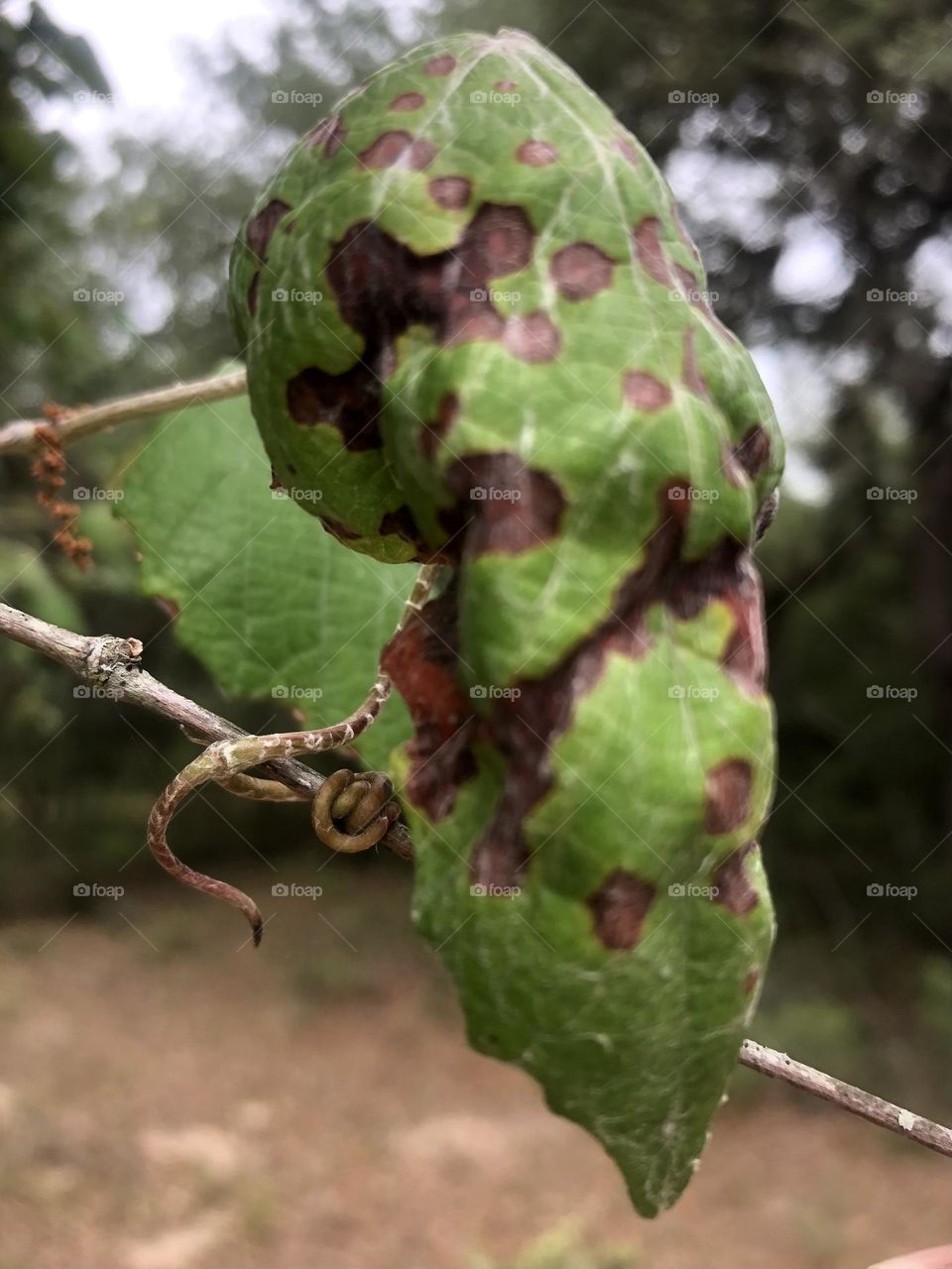 Closeup of a grape leaf, next to a twisted vine. 