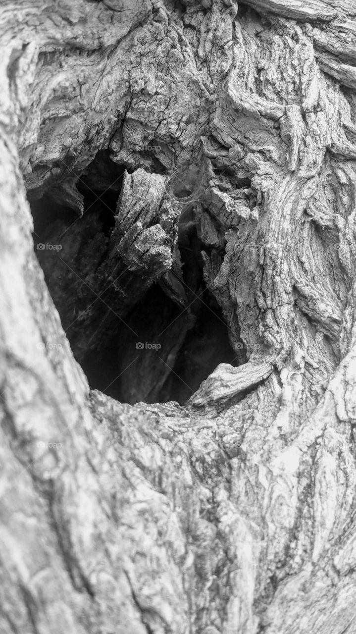 Tree in Black and White