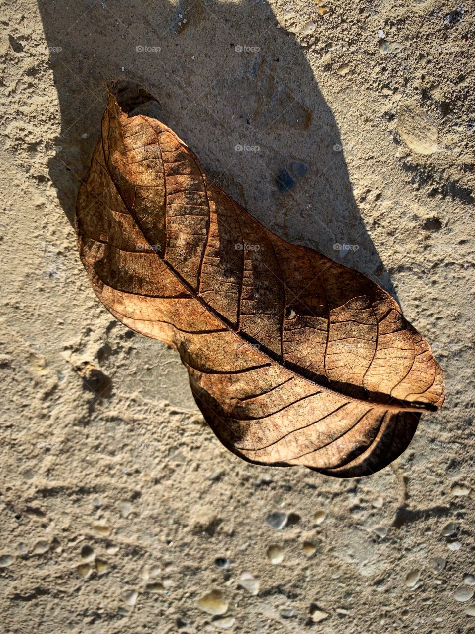 Leaf