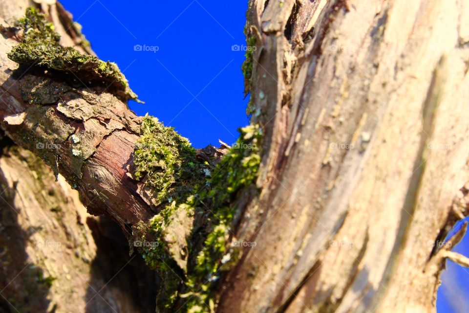 Lichen and blue skies 