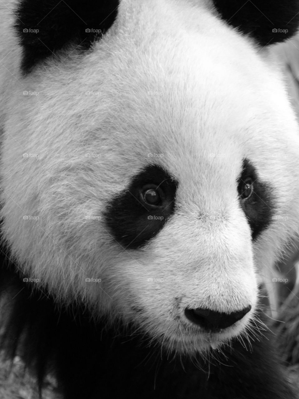 Close-up of a panda