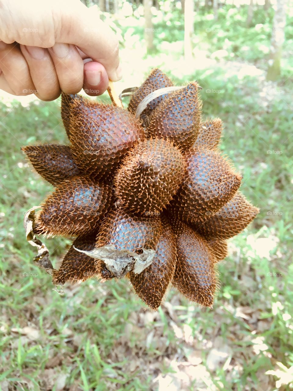 Salak , Tropical Fruit in Southern of Thailand.