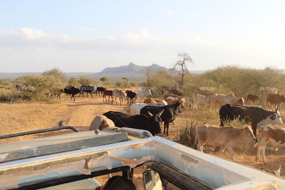 Cattle in the road on the African savannah