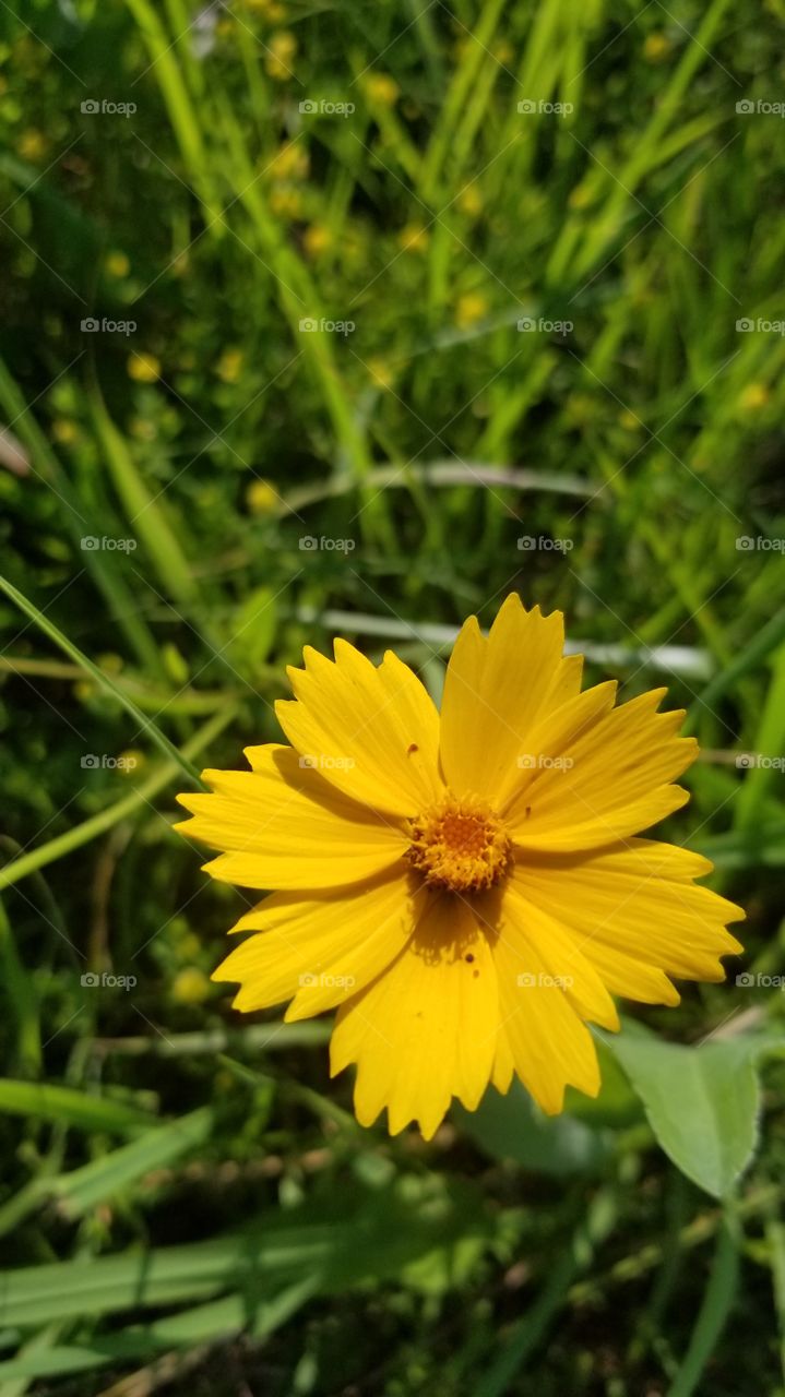 beautiful yellow wildflower
