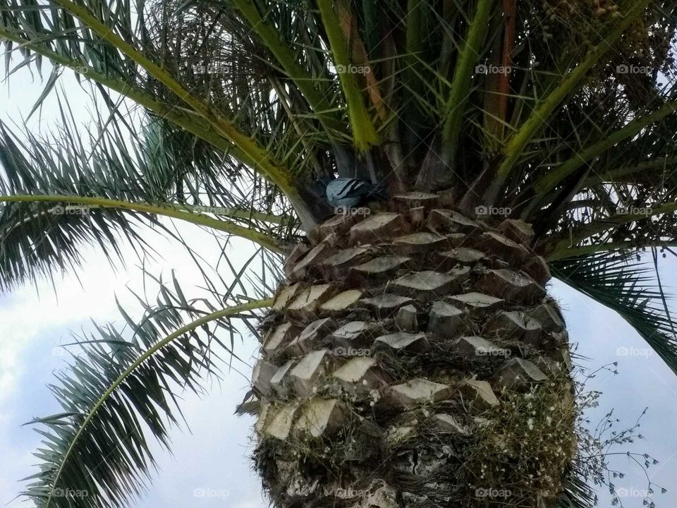 Palms of Spain