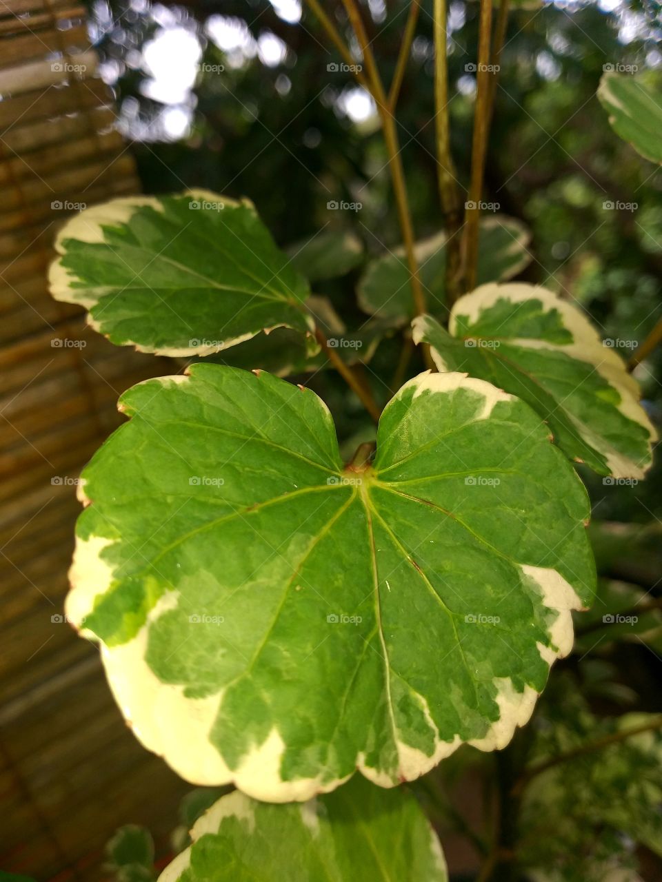 The Color Of The Spirit