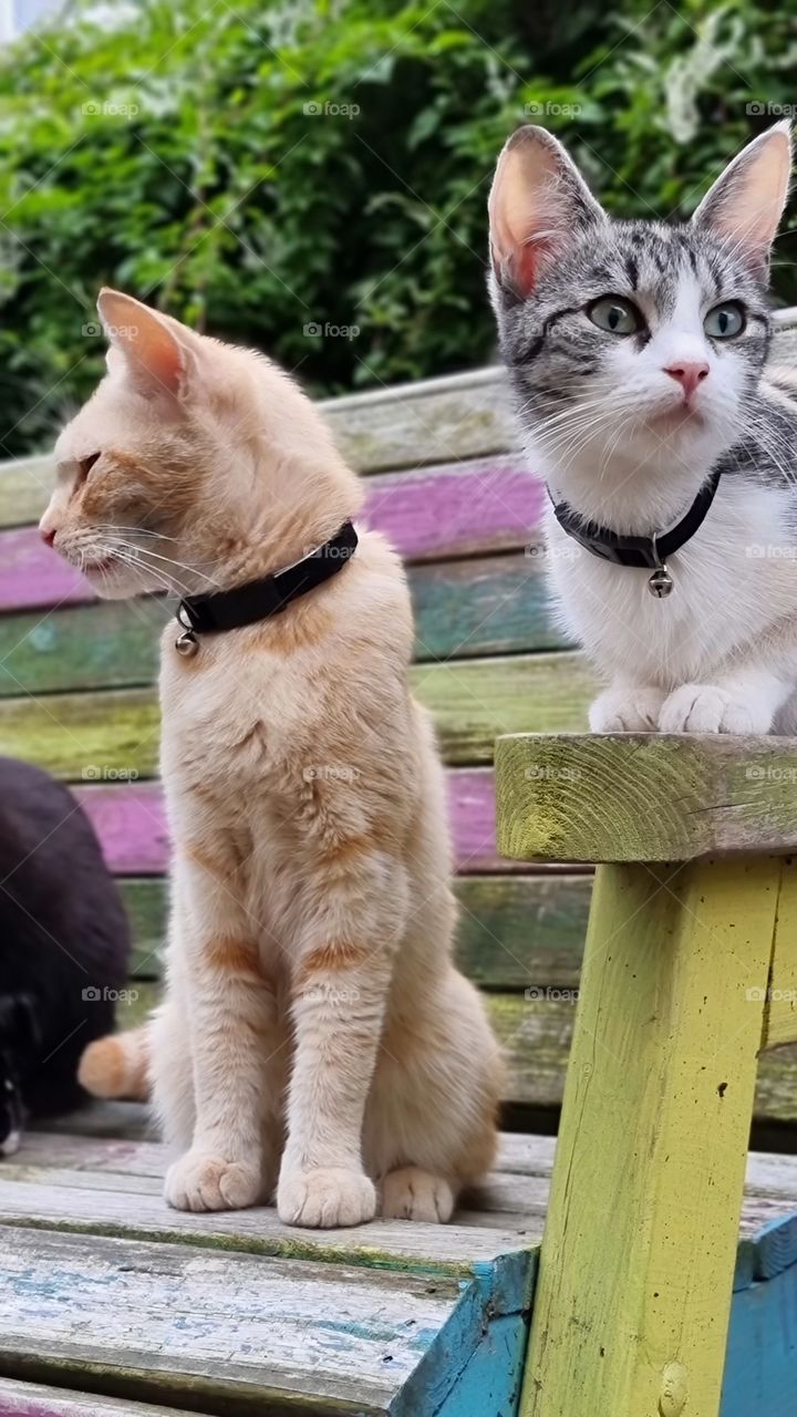 beautiful cats