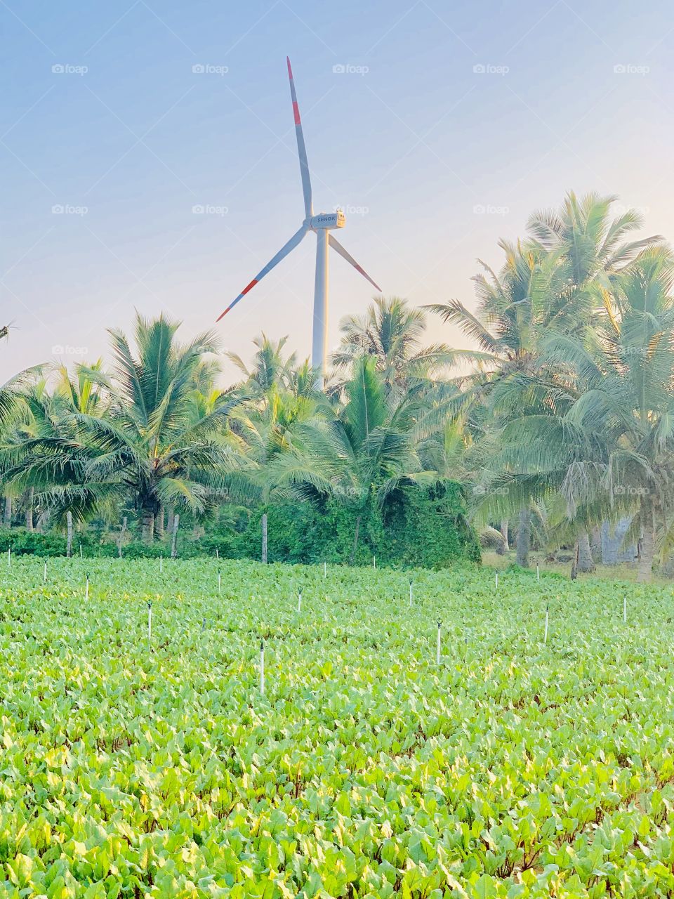 Garden srilanka 