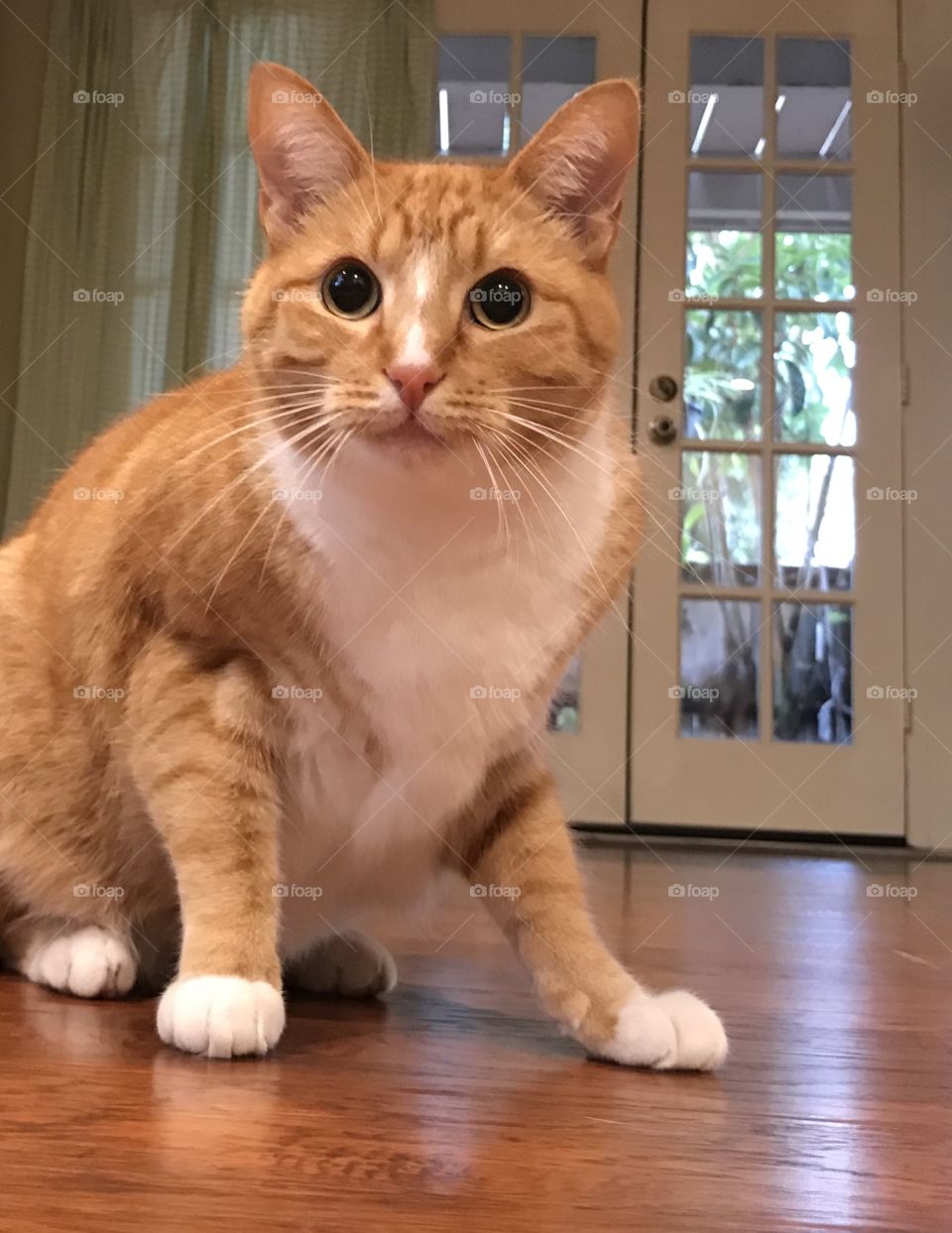 Full length ginger cat on hardwood floor