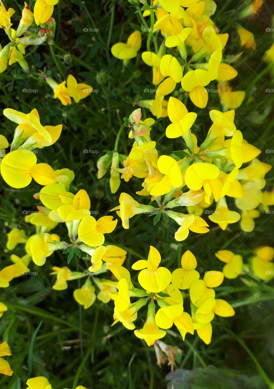 wild yellow buttercups