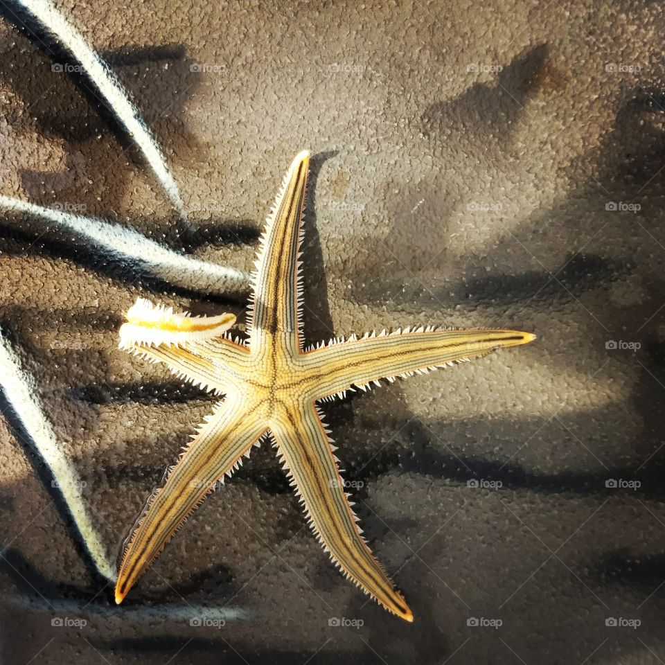 starfish, camo, sunshine