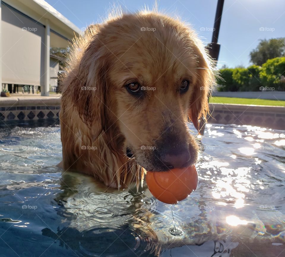 golden retriever in pool with orange ball toy.