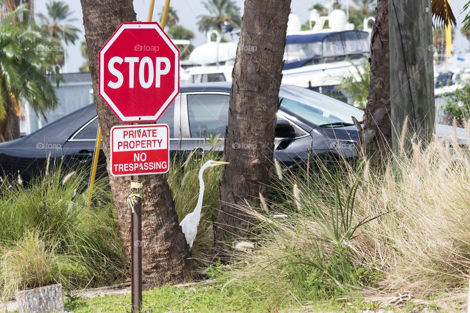 Wildlife in urban areas, white egret bird standing between a stop sign and cars in a city area 