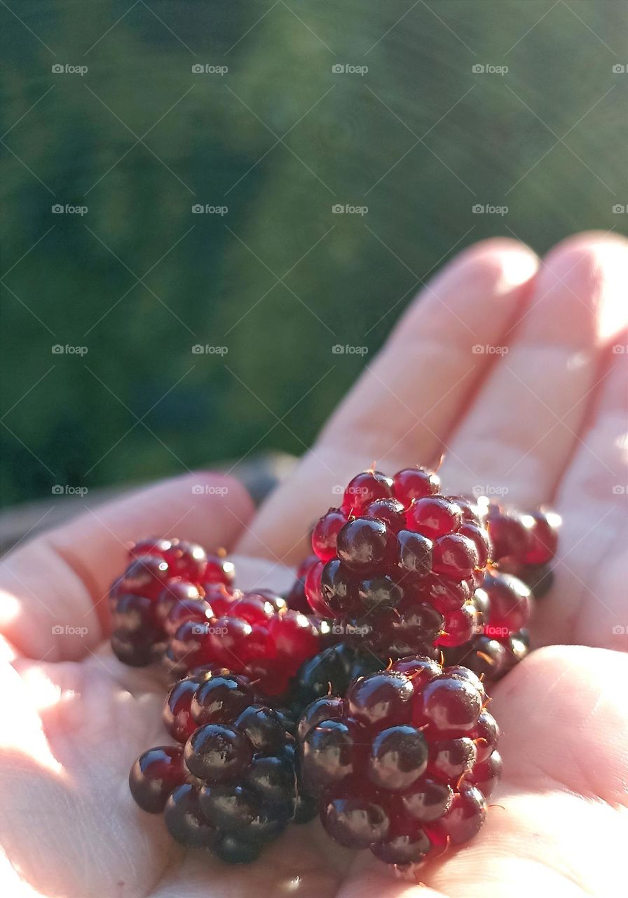 wild berries in the female hand close up in sunlight, tasty healthy food