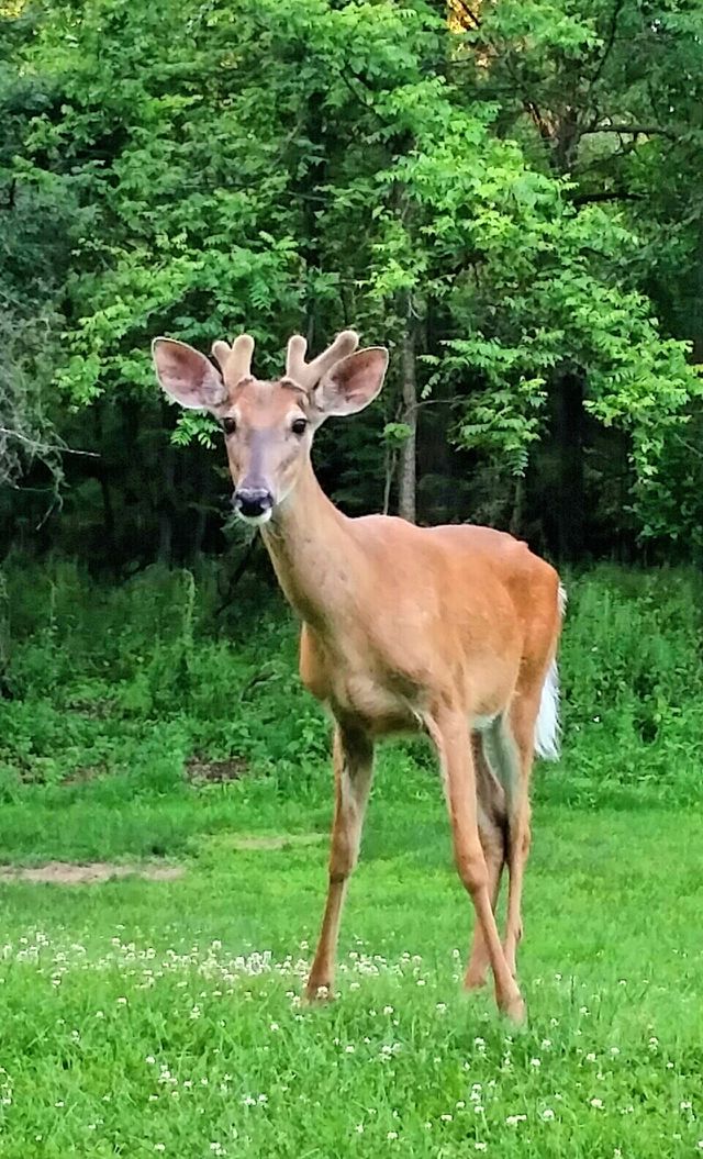 Buck in velvet