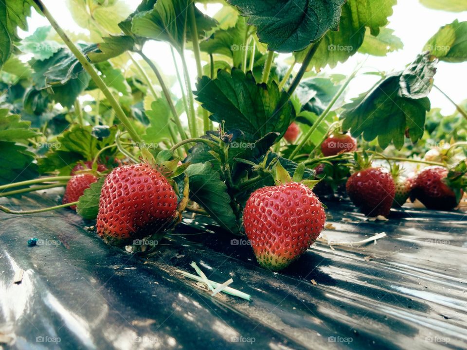 strawberries