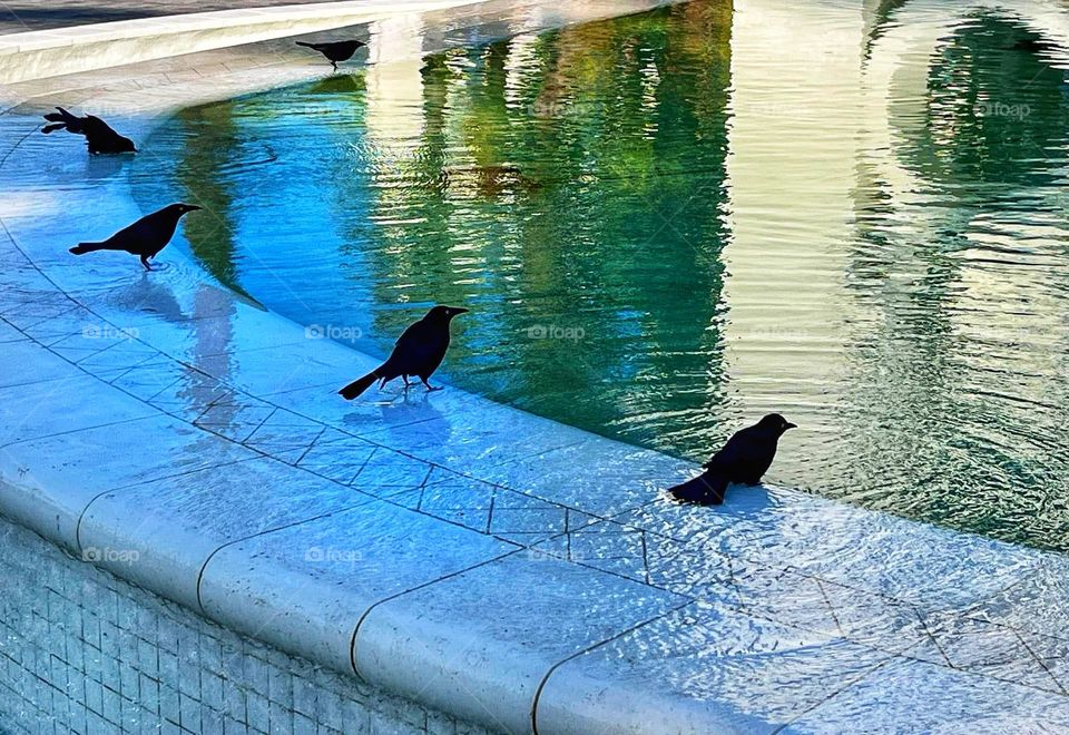 Blackbirds sitting on the ledge of a pool bathing and drinking water