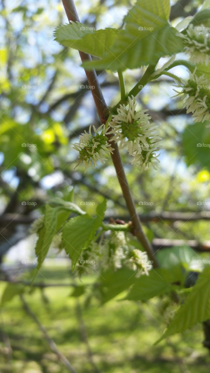 under the Mulberry tree